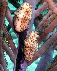 2 nudibranchs on softcoral. I always think they look like... by Marcel Consten 